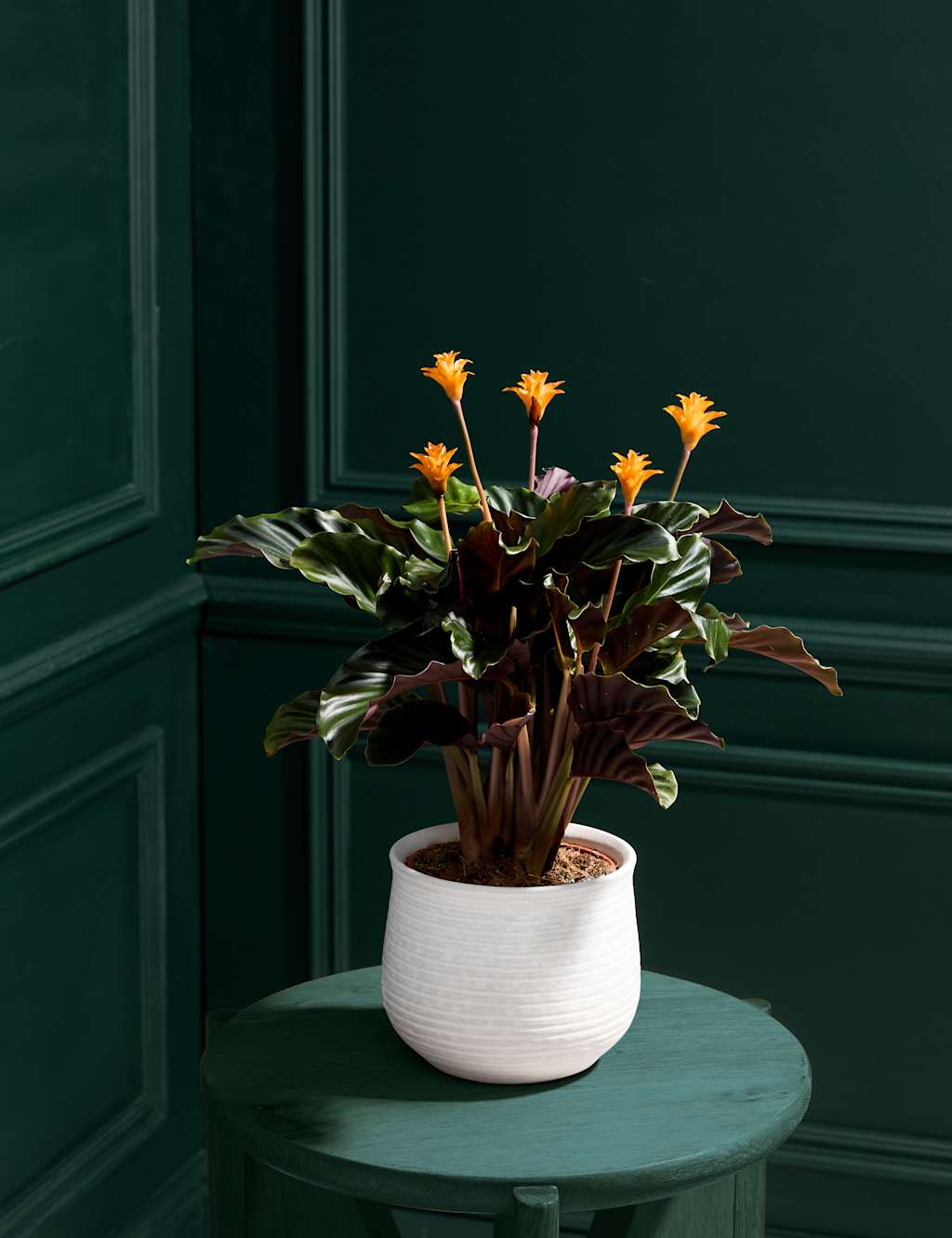Calathea Crocata Plant in Ceramic Pot