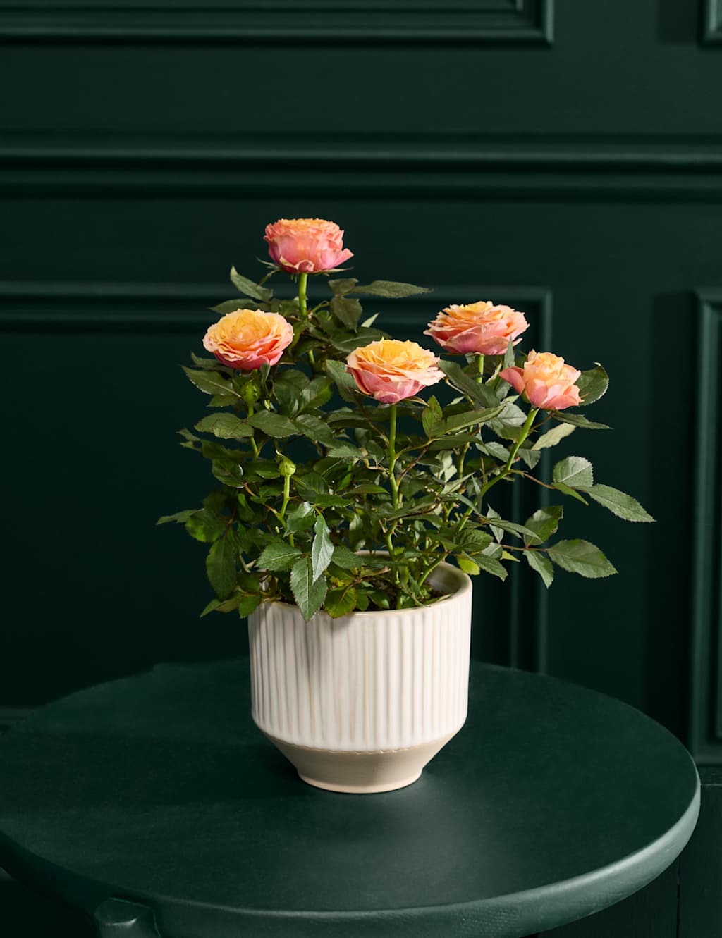 Flower Market Luxury Orange Rose in Ceramic Pot image