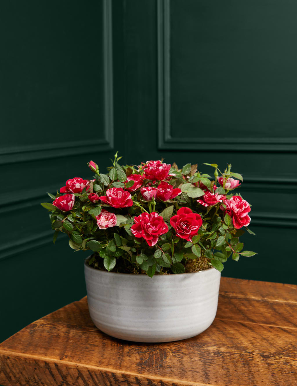 Gigi Rose Planter