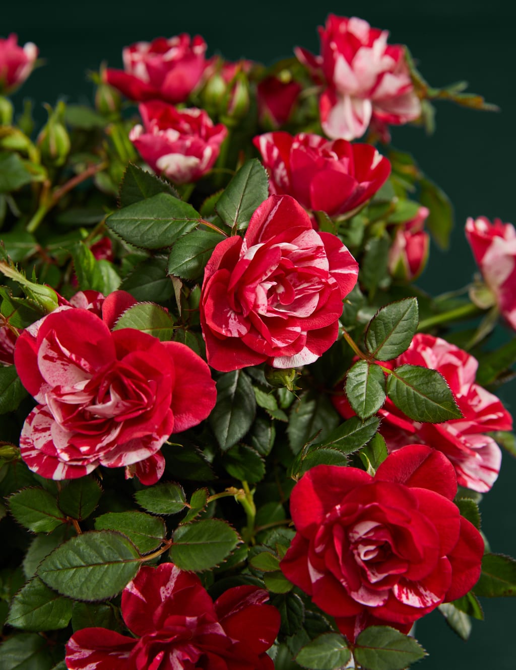 Gigi Rose Planter