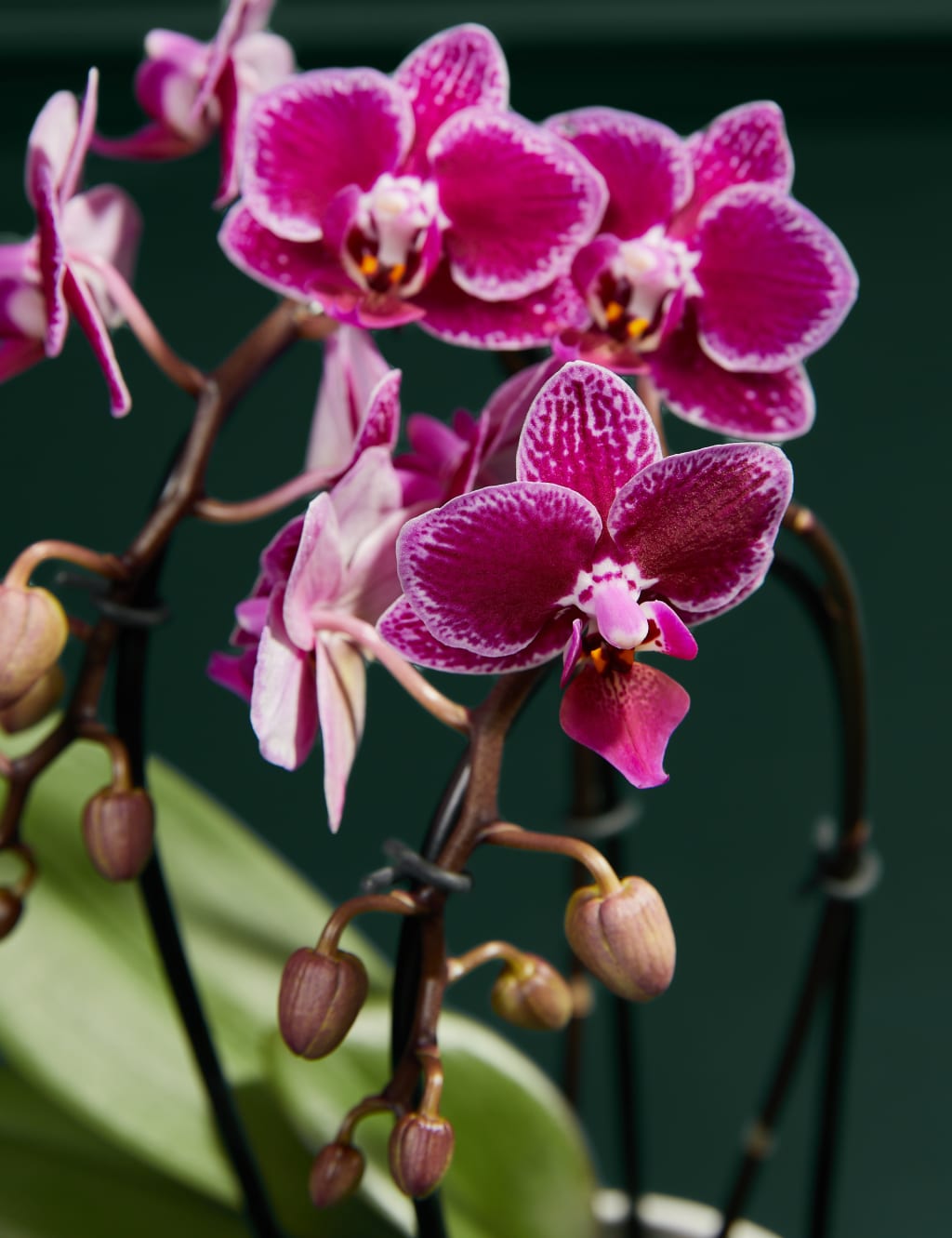 Miniature Purple Cascade Orchid with Marc De Champagne Truffles