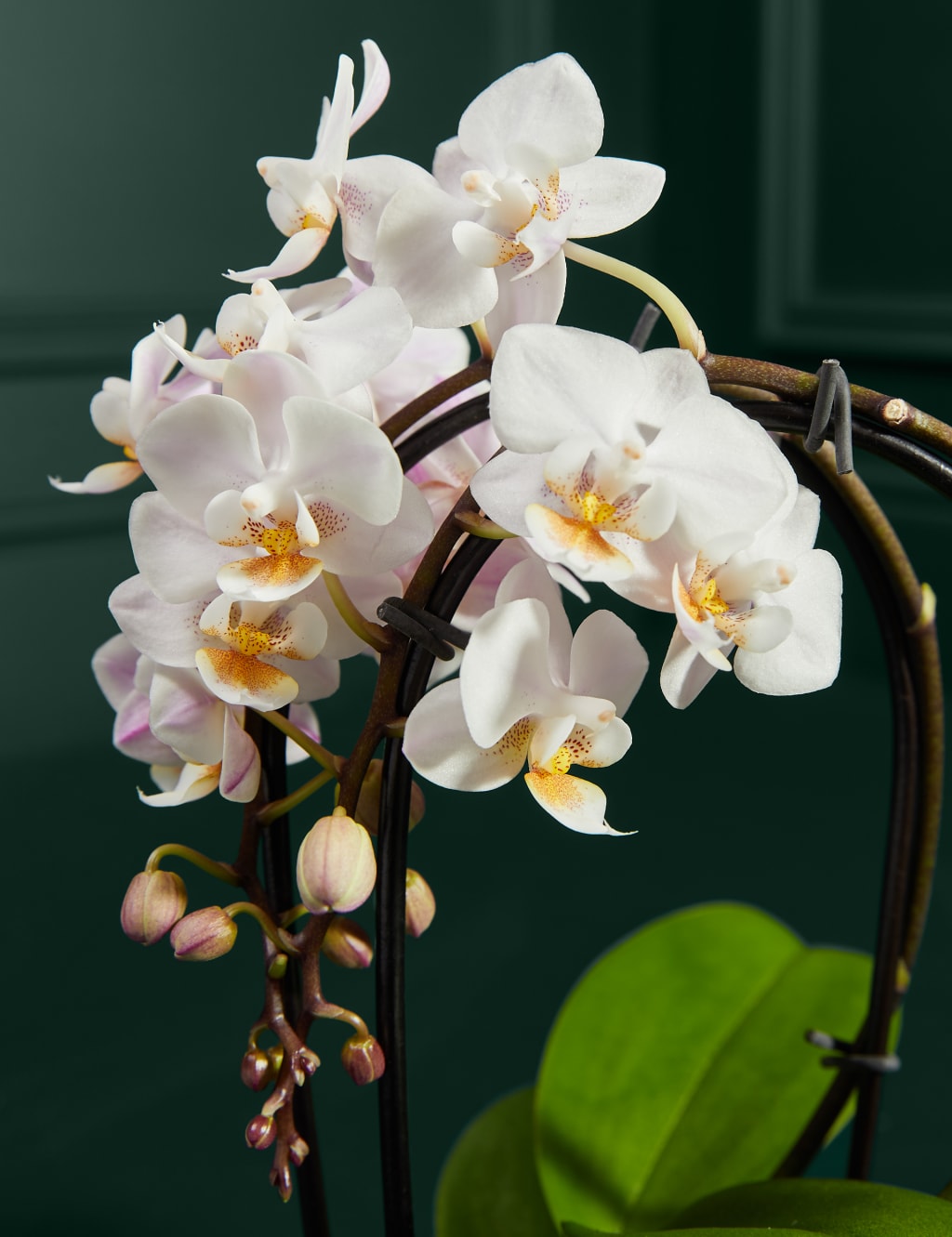 Miniature White Orchid with Marc de Champagne Truffles