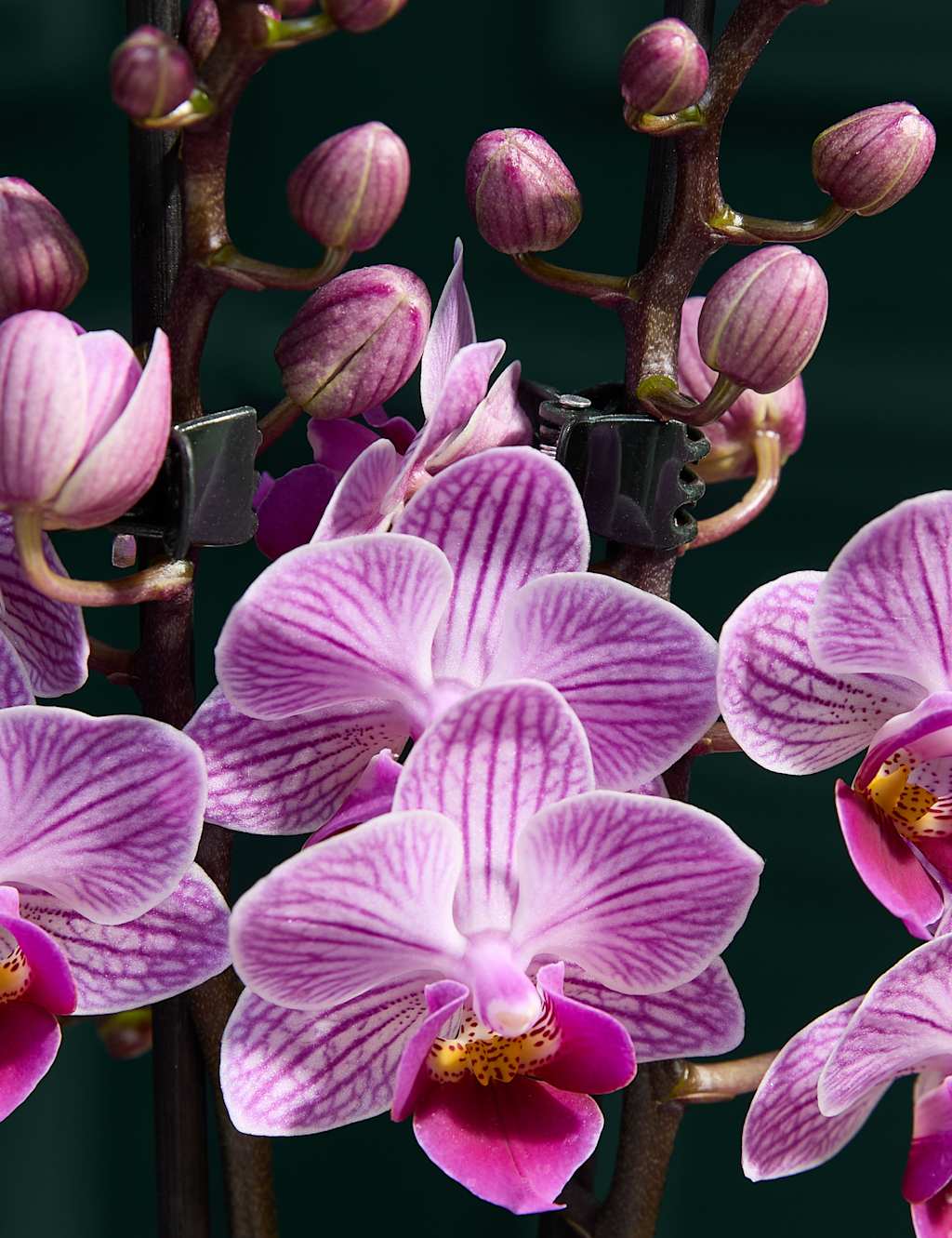 Miniature Pink Orchid with Marc de Champagne Truffles