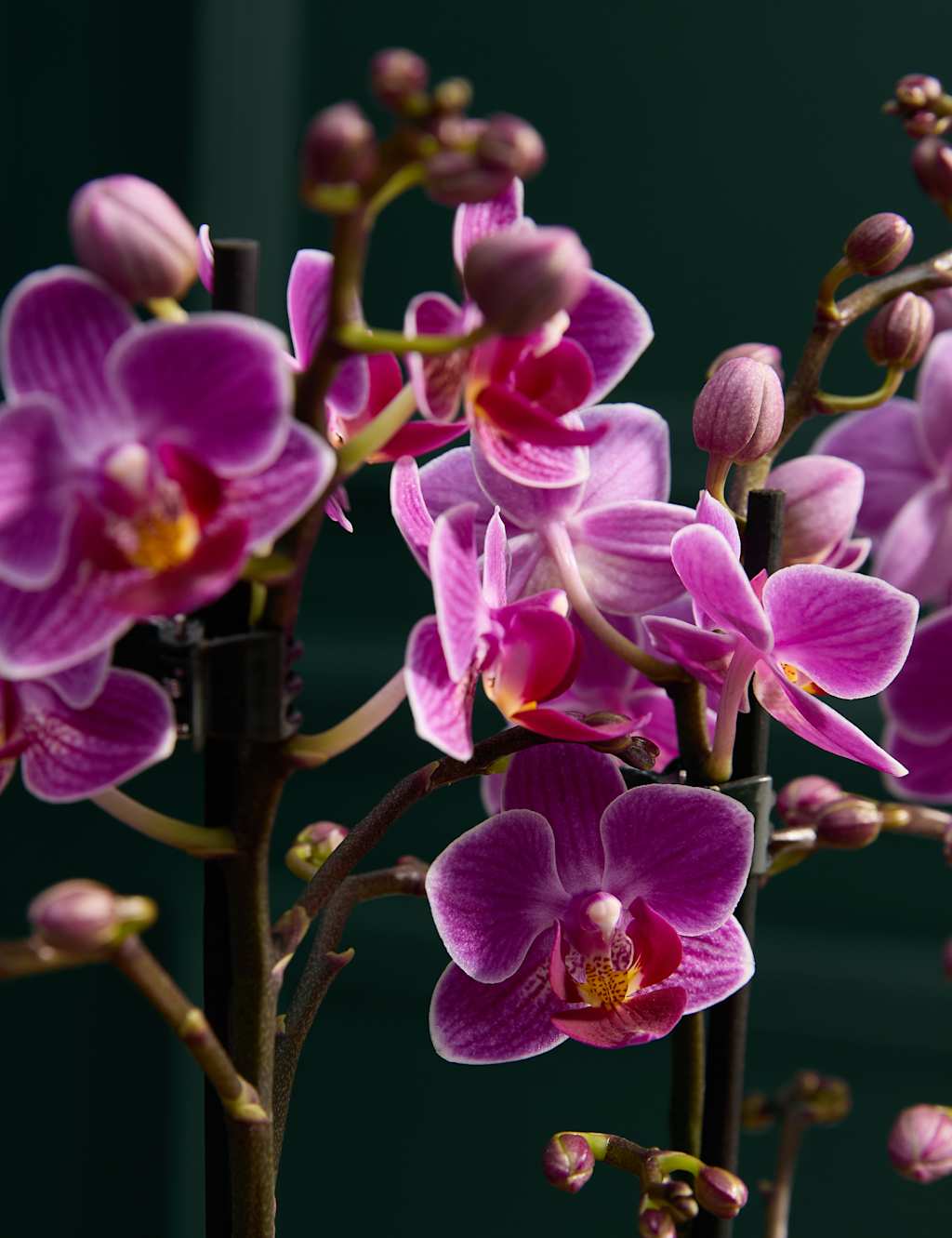 Duo Purple Phalaenopsis Orchid & Belgian Chocolates Bundle