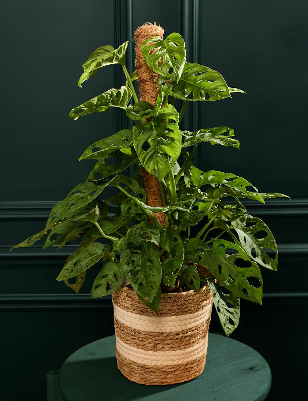 Large Monstera On Moss Pole