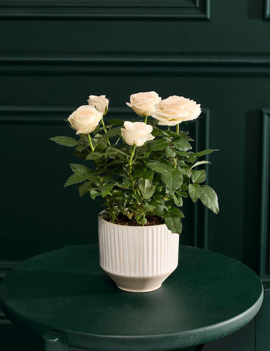 Flower Market Luxury White Rose in Ceramic Pot image