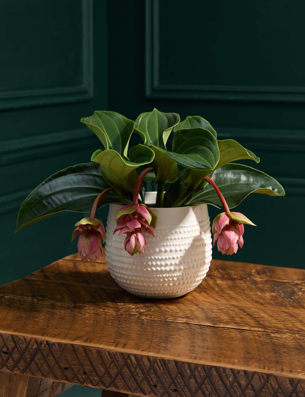 Rose Grape in Ceramic Pot