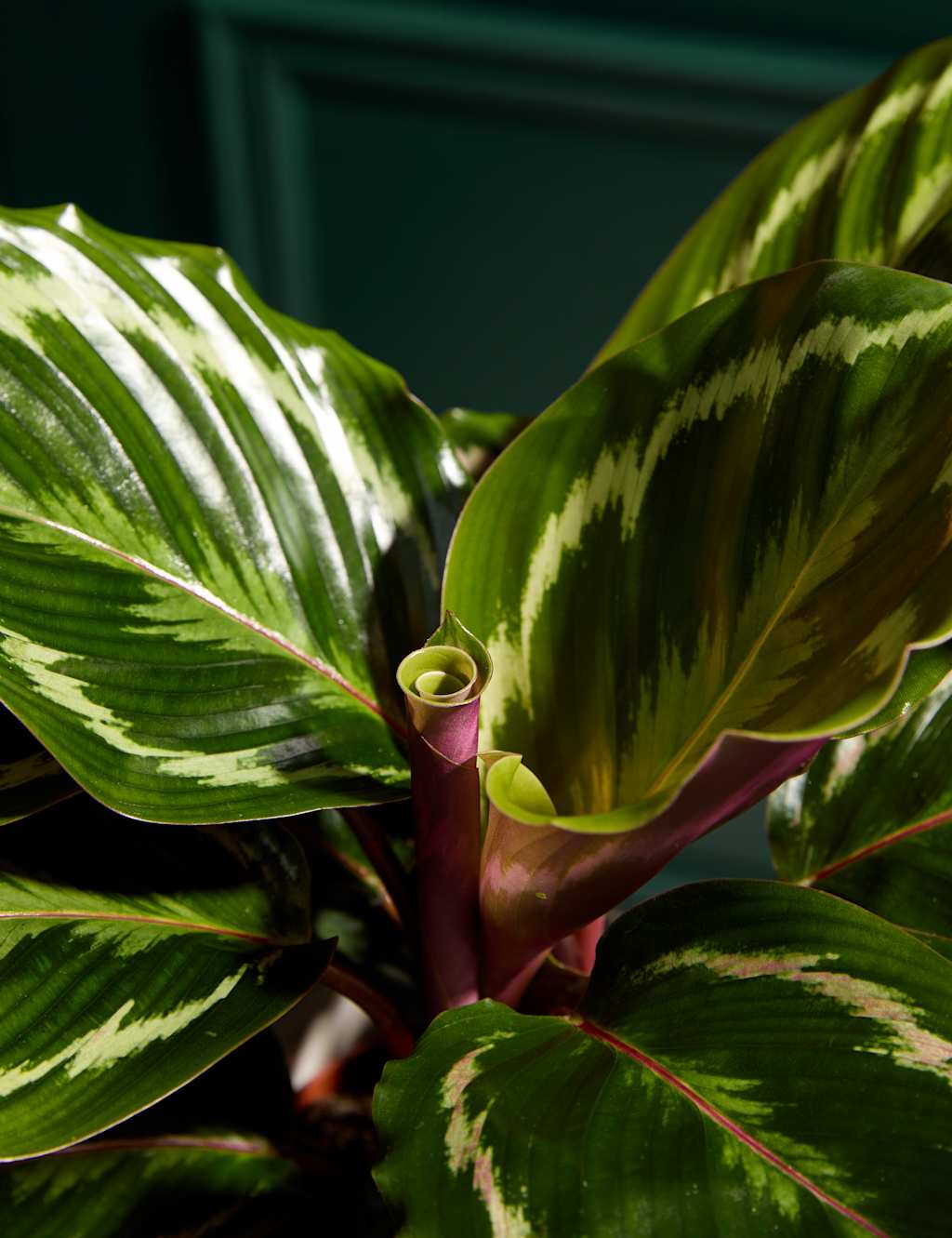 New Home Calathea with Prosecco, Marc de Champagne Truffles & Candle