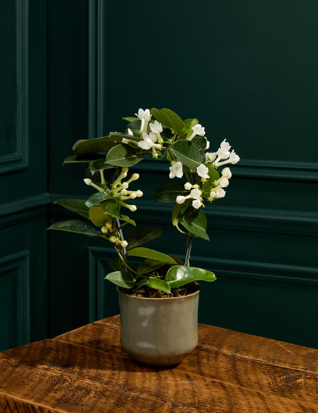 Stephanotis Hoop in Ceramic Pot