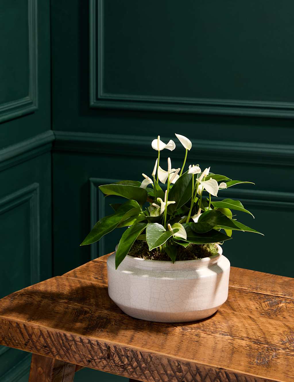Anthurium Centrepiece with Ceramic Bowl