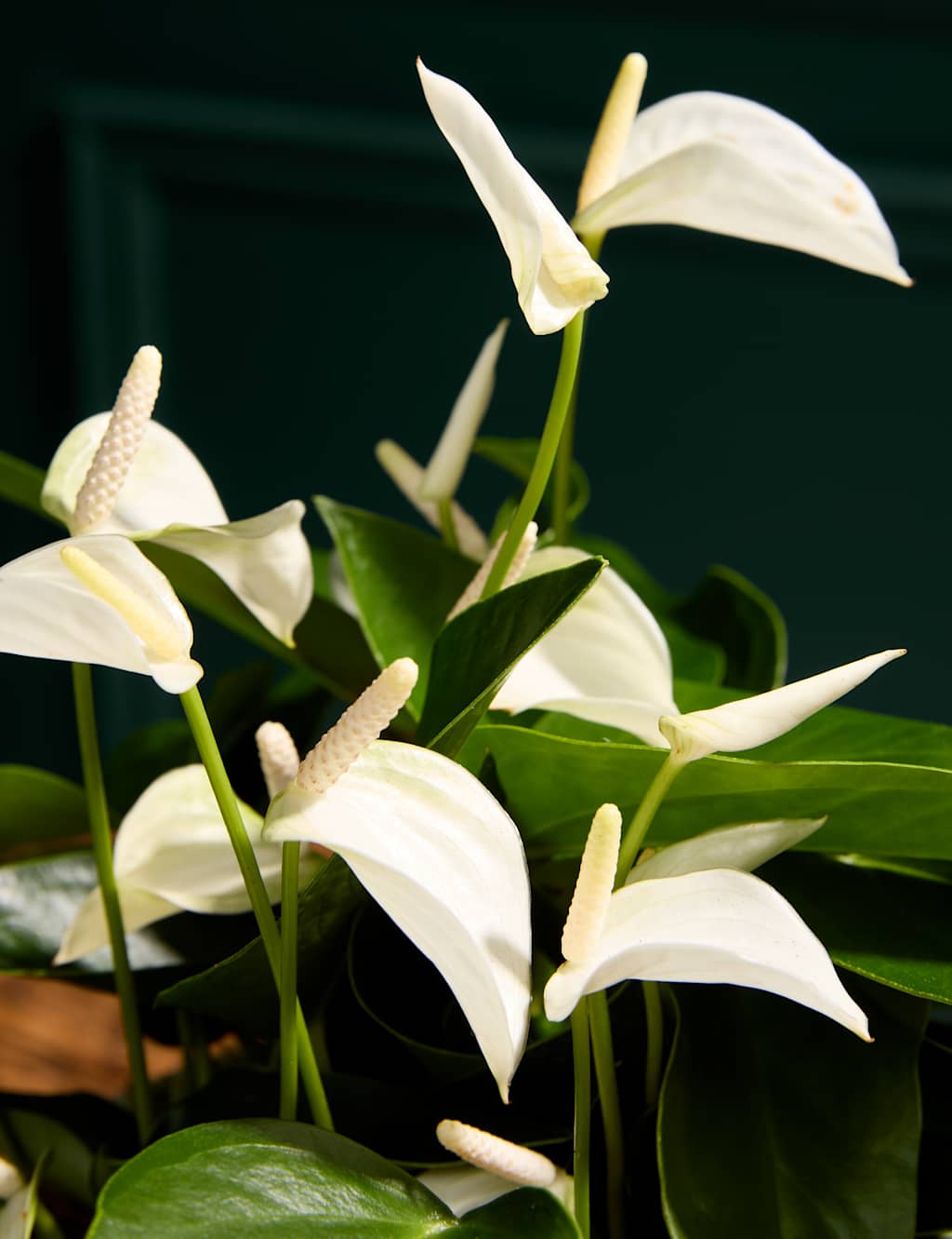 Anthurium Centrepiece with Ceramic Bowl