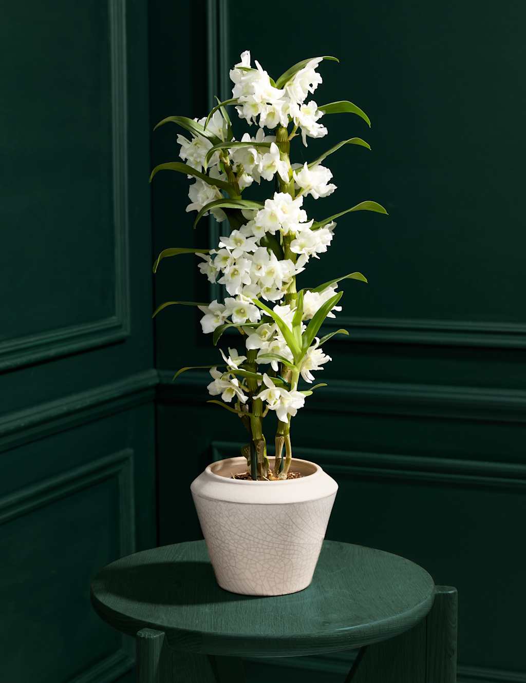 M&S Collection White Dendrobium Orchid with Glazed Pot image