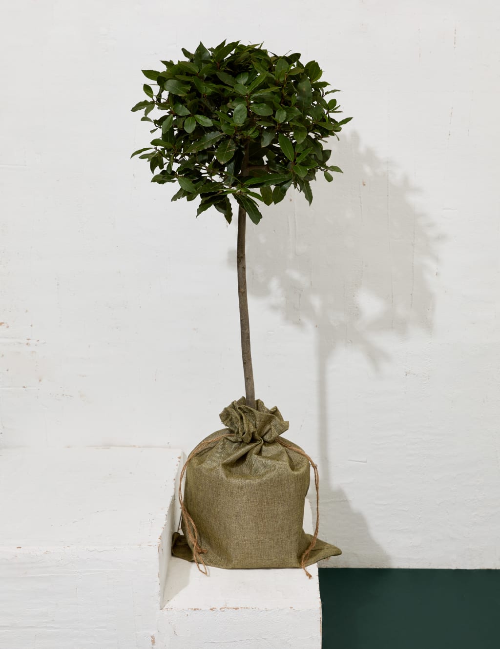 Bay Tree in Hessian Gift Bag