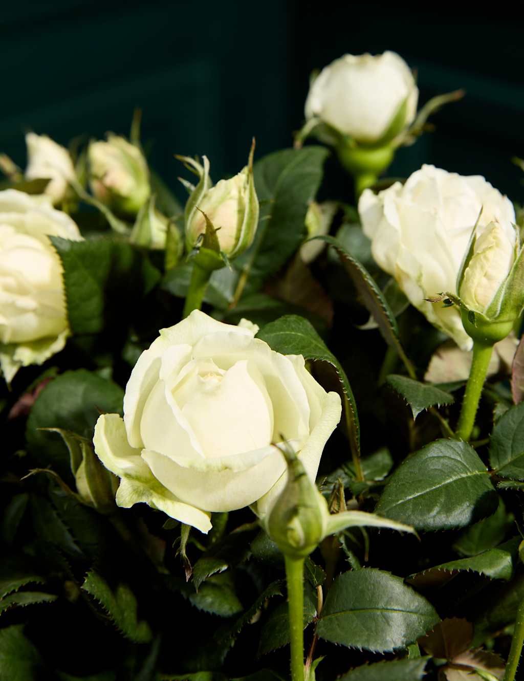 Mum's White Luxury Rose Basket
