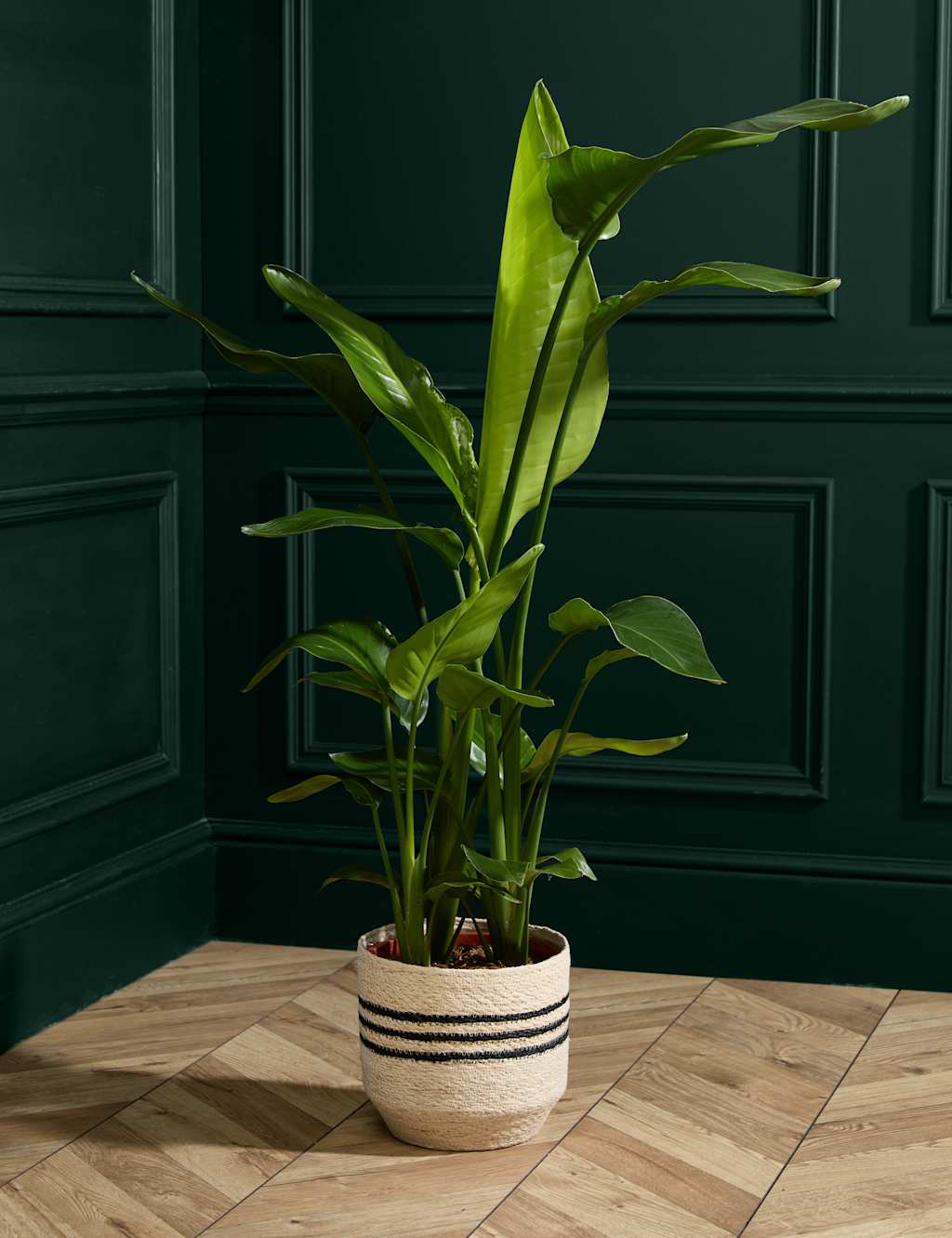Extra Large Strelitzia Plant in Grower Pot