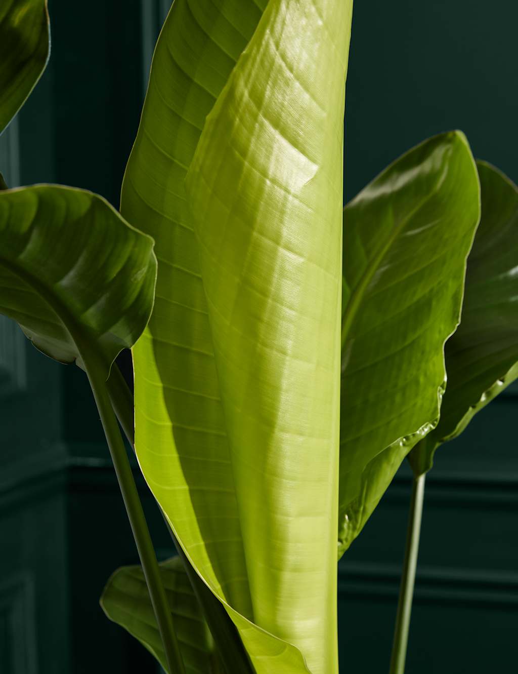 Extra Large Strelitzia Plant in Grower Pot