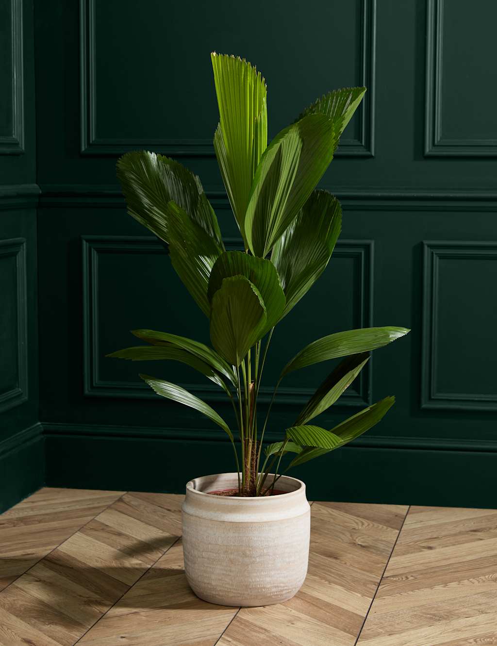 Extra Large Ruffled Fan Palm in Grower Pot