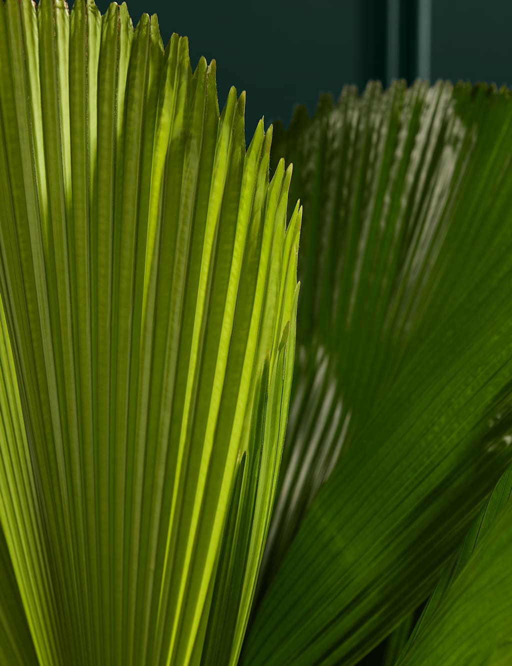 Extra Large Ruffled Fan Palm in Grower Pot