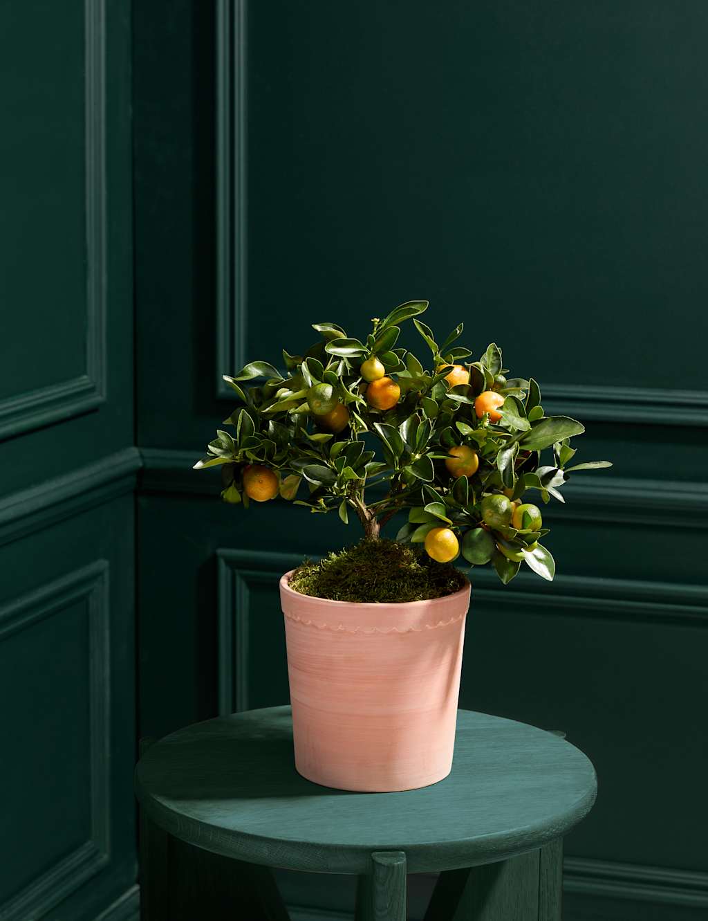 Citrus Tree in Ceramic Pot
