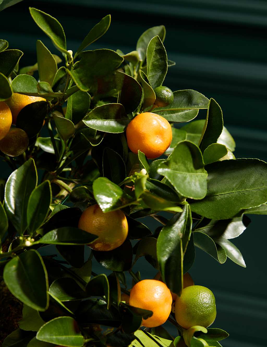 Citrus Tree in Ceramic Pot