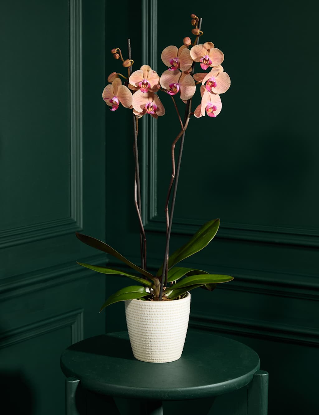 Flower Market Large Peach Phalaenopsis Orchid in Ceramic Pot image