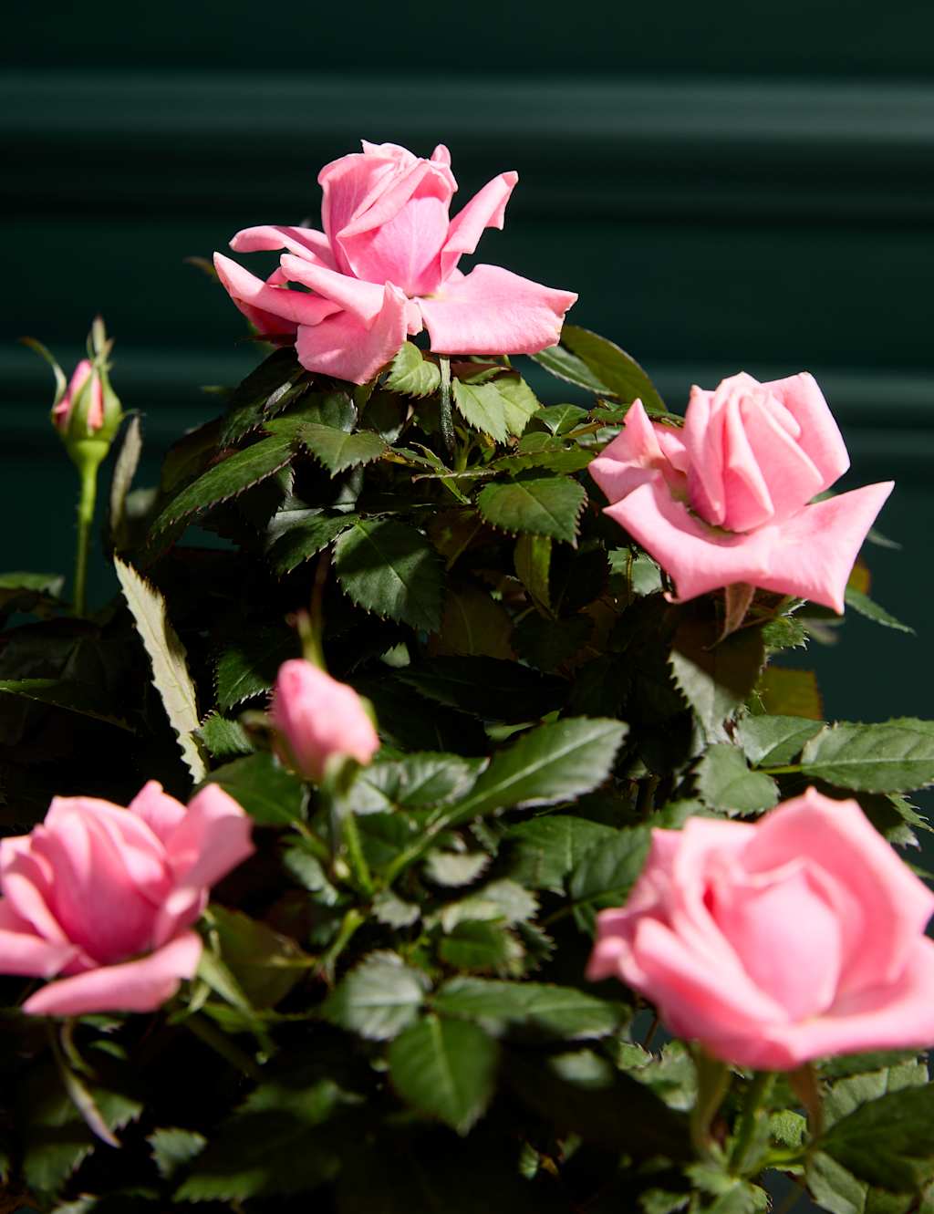 Pink Rose in Ceramic Pot with Prosecco & Scented Candle