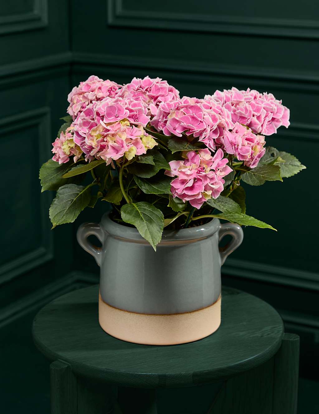 Mum's Hydrangea with Sage Green Ceramic Pot