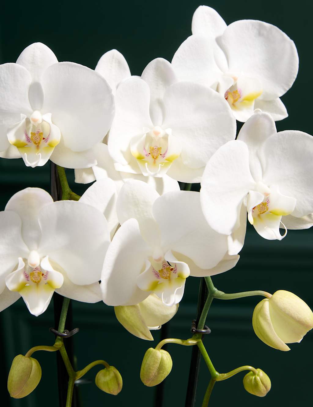 Cascaded Orchid with Champagne & Scented Candle