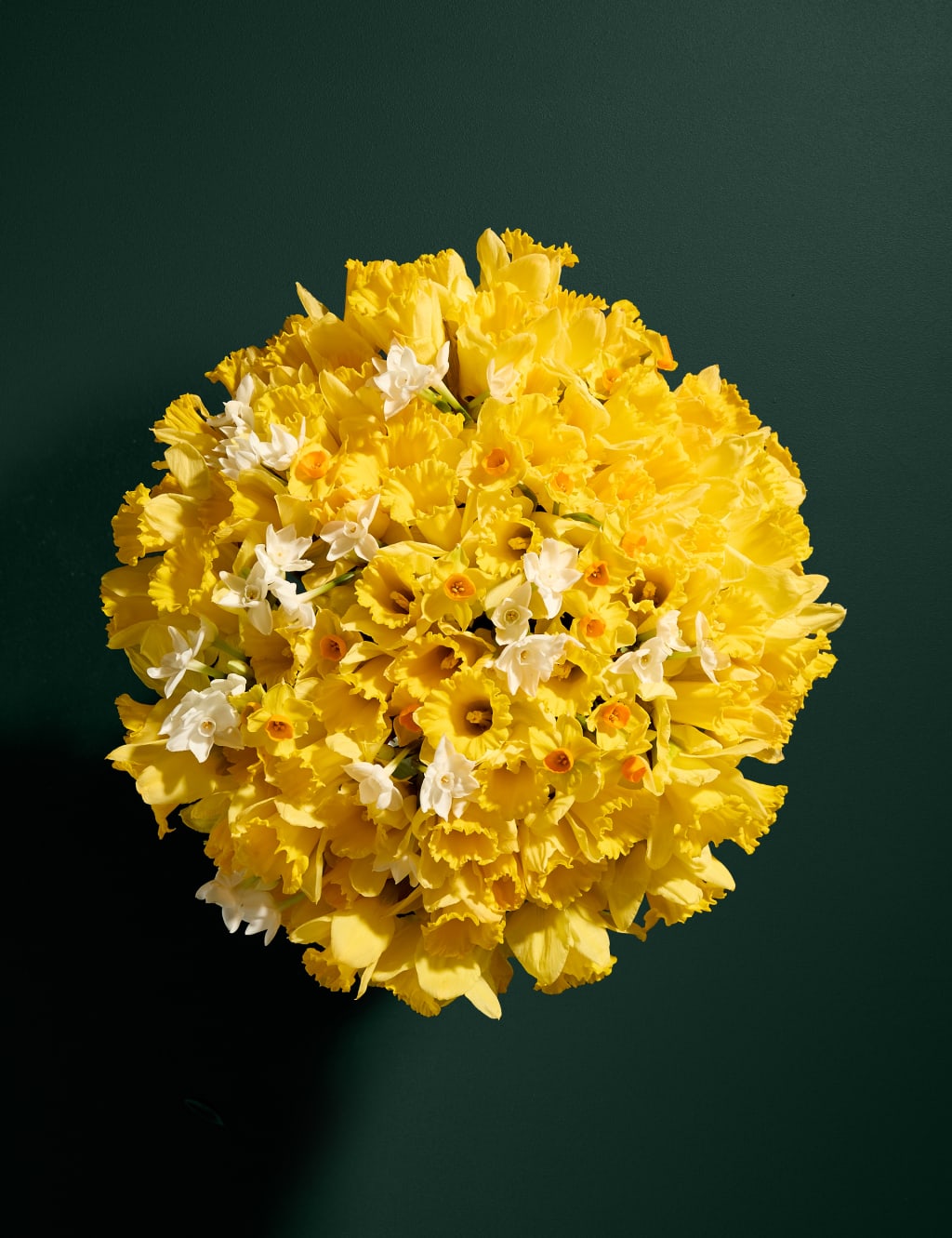 Katherine Jenkins Cygnet Gin + Seasonal Favourite Blooms: Daffodils