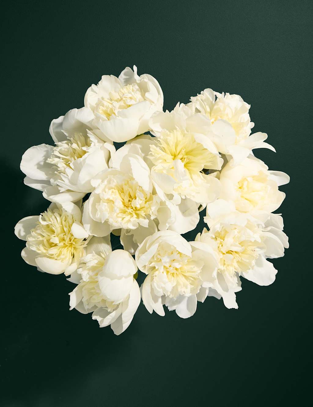 An Abundance of Seasonal White Peonies