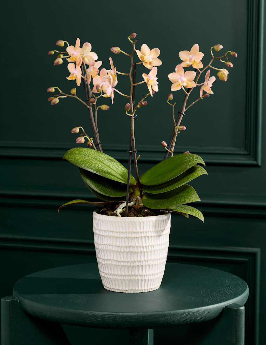 Flower Market Peach Scented Orchid with Ceramic Pot image