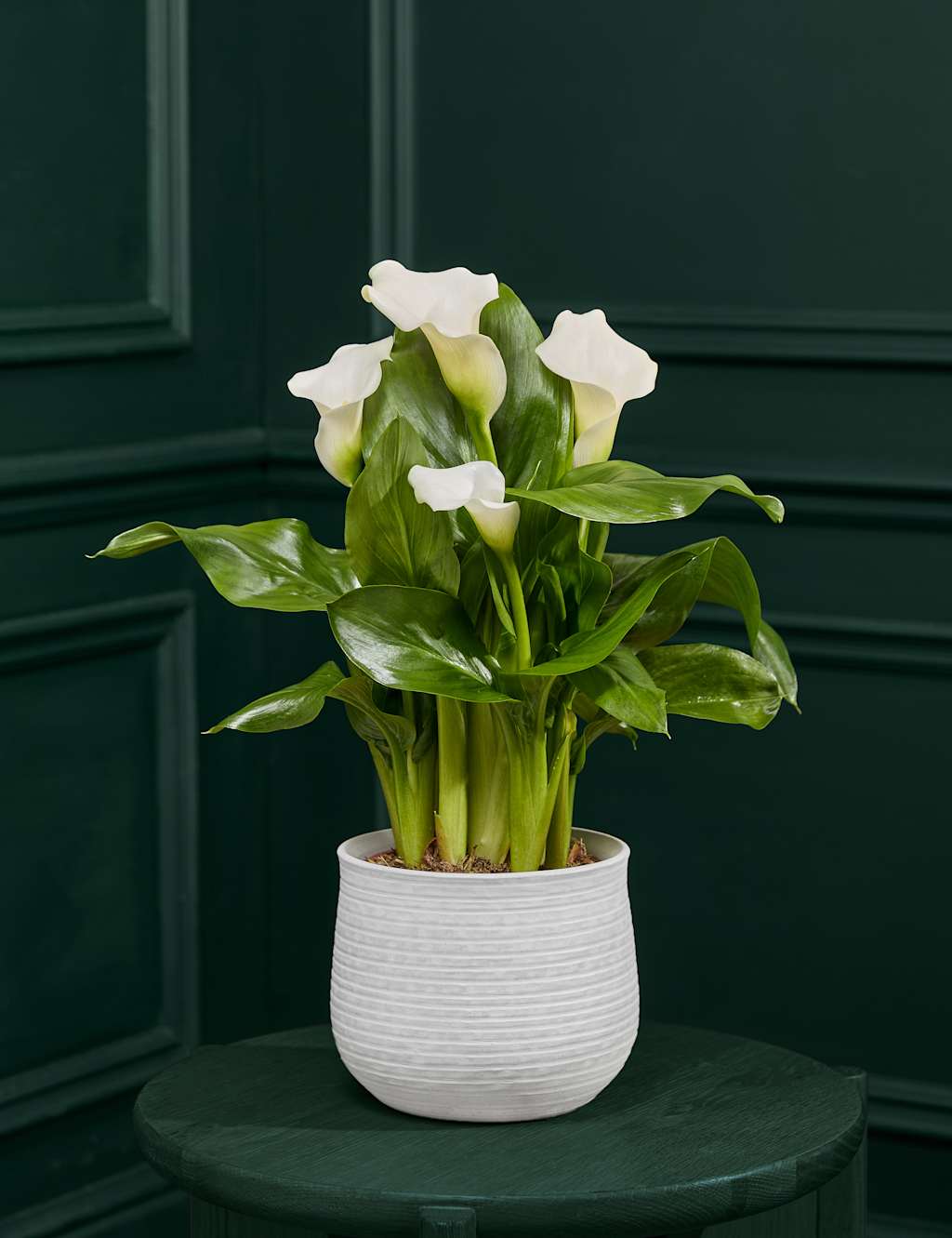 M&S Flower Market White Calla Lily in Ceramic Pot image