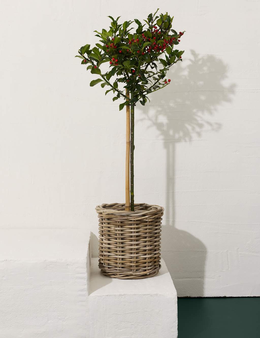 Flower Market Holly Tree in Kubu Basket