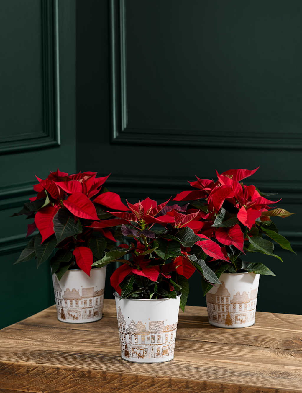 Flower Market Miniature Poinsettia Trio image