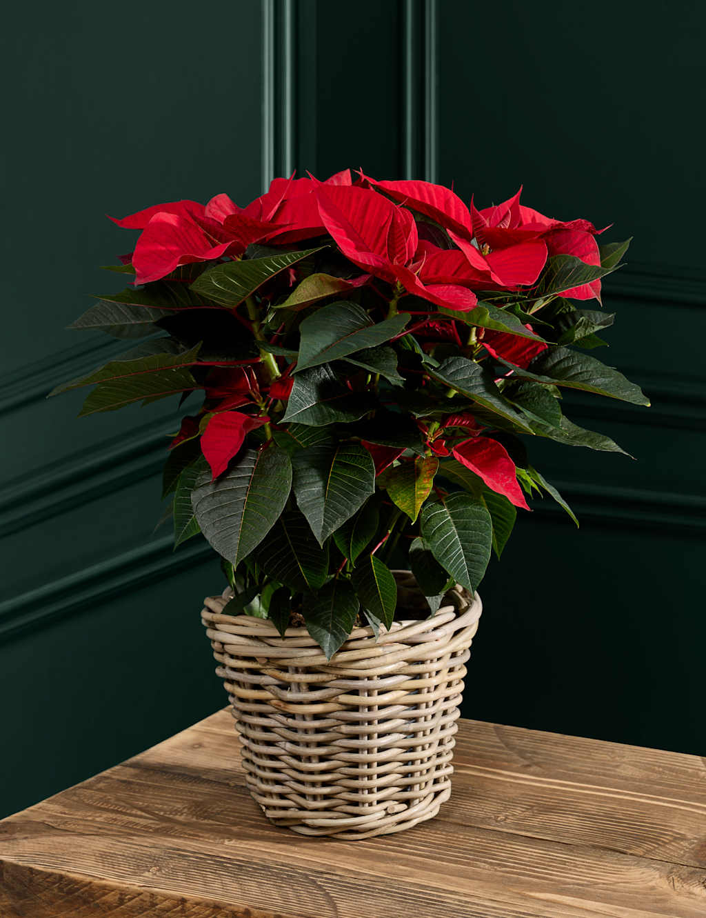 Flower Market Poinsettia in Kubu Basket image
