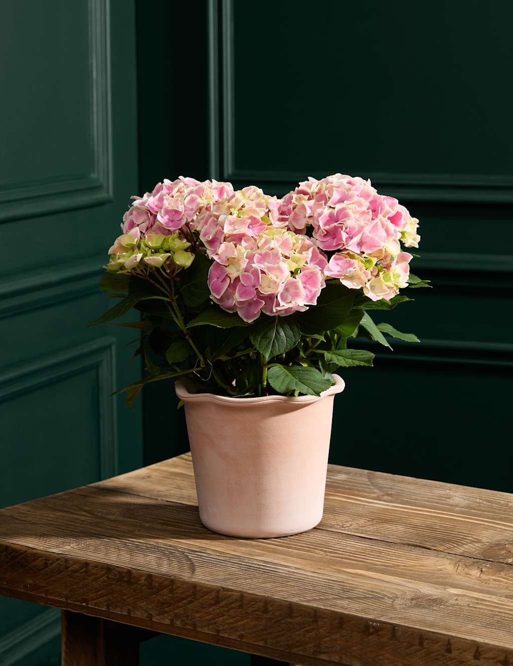 M&S Flower Market Pink Hydrangea in Ceramic Pot image