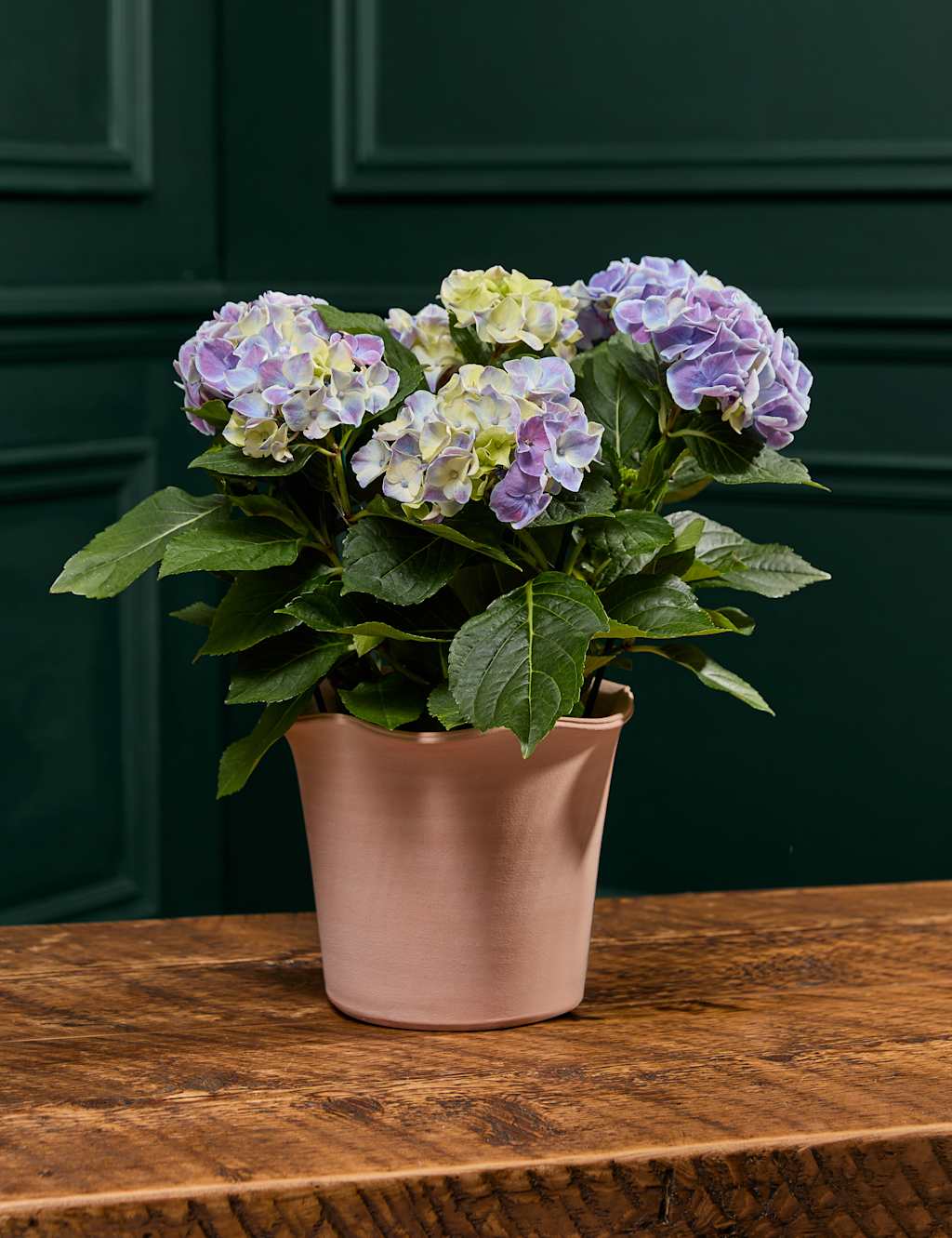 M&S Flower Market Blue Hydrangea in Ceramic Pot image
