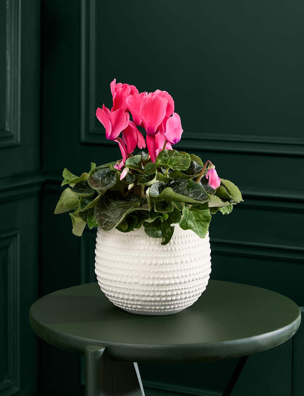 M&S Flower Market Pink Cyclamen in Ceramic Pot image