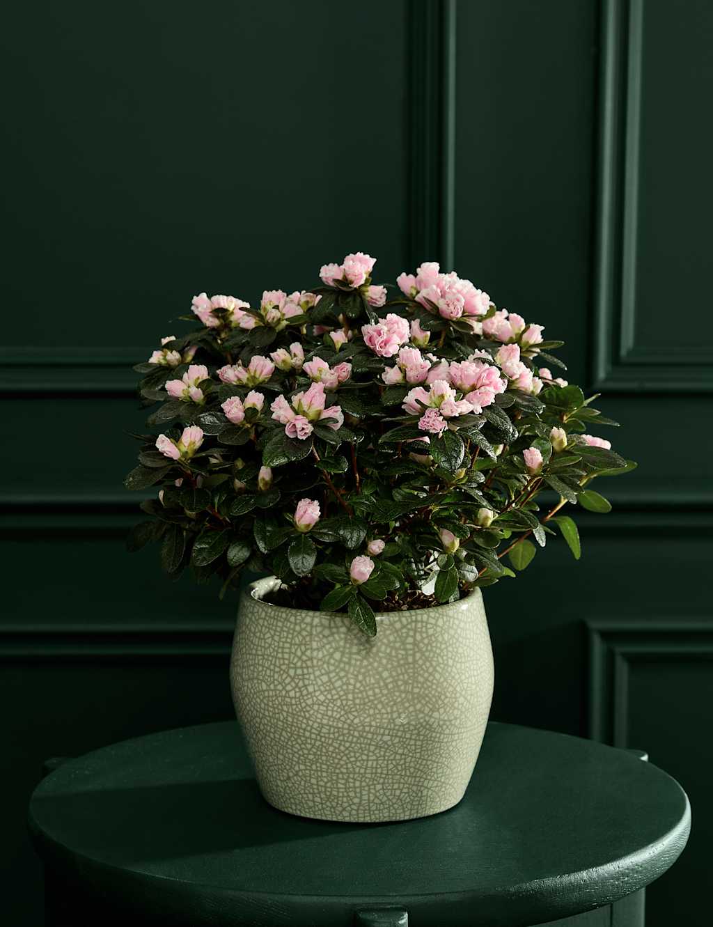 M&S Flower Market Mothers Day Pink Azalea in Ceramic pot image
