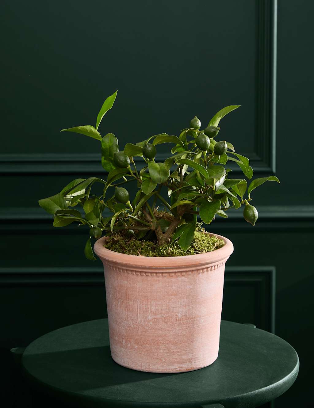 M&S Flower Market Citrus Plant in Terracotta image