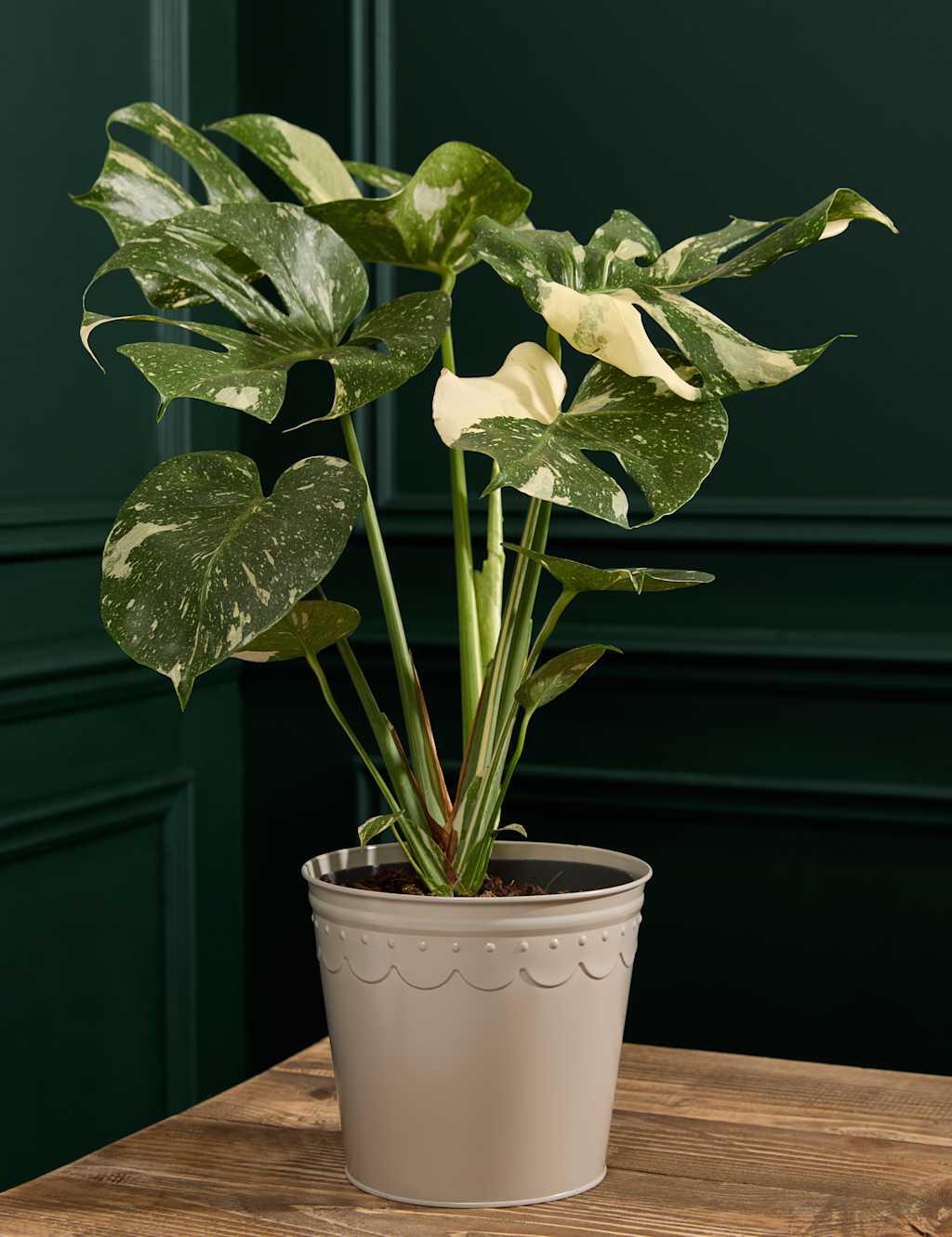 M&S Flower Market Monstera in Tin Pot image