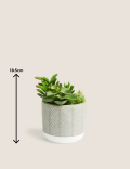 Artificial Succulent Garden