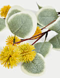 Set van 3 enkele eucalyptus-Erytrocorys-stengels