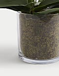 Artificial Real Touch Large Orchid in Glass Pot