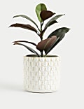 Medium Scalloped Textured Planter