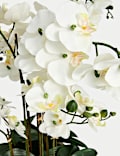 Artificial Extra Large Orchid in Ceramic Pot