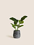 Artificial Calathea Plant in Concrete Pot