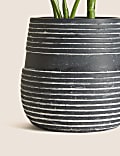 Artificial Calathea Plant in Concrete Pot
