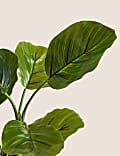 Artificial Calathea Plant in Concrete Pot