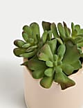 Artificial Mini Succulent Plant in Pot
